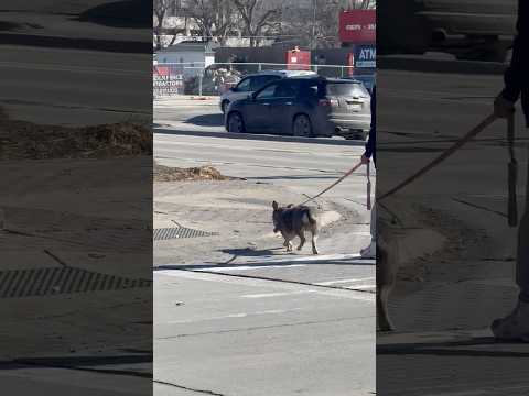 The way he was moving his butt was so cute 🐕🐕#shorts #shortvideo #cute #funny #dog #cat
