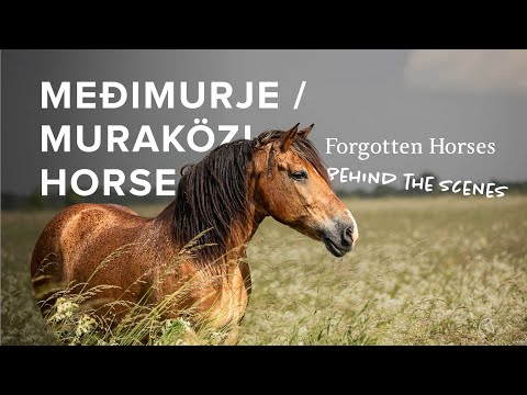 Muraközi or Međimurje horse from Hungary/Croatia | Explore Forgotten Horses