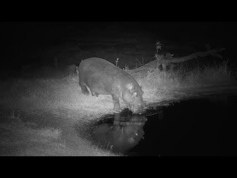 Djuma: Two Hippos-including healing leg one-come to pan - 20:12 - 08/01/19
