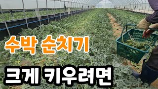 수박 크게 키우려면 전문 농가가 알려주는 수박 순치는법