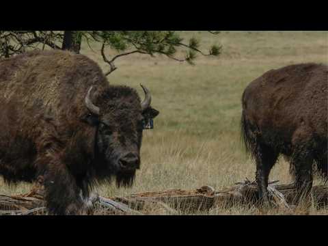 Wild Vermejo | Preserving Bison: A living link to the past
