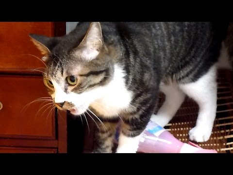 トイレ終わったよ～と鳴く猫　Cat meows after using litter box