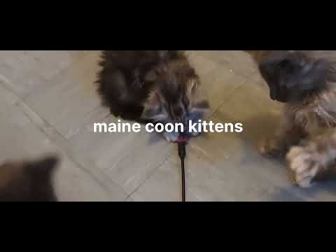 maine coon kittens 8 weeks old