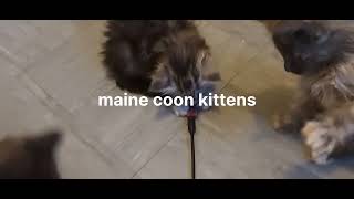 maine coon kittens 8 weeks old