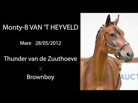 Monty-B van 't Heyveld (Thunder van de Zuuthoeve x Brownboy)