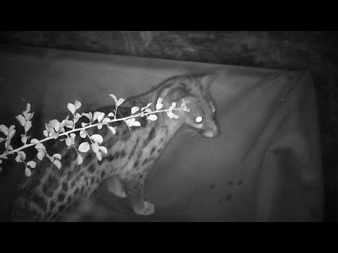 Djuma: Genet at the cam tree catches frog for dinner - 22:04 -  03/07/19
