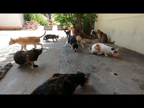 The big group cats staying, feeding many stay cats