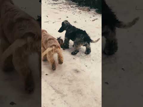 Perros Cocker Spaniel Inglés en venta