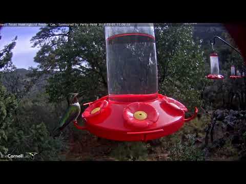 Male Broad-tailed Hummingbird Flashes Brilliance – Nov. 1, 2018