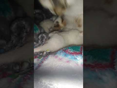 My cat gave birth to 2 kittens. (So cute ❤️)