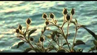 Leonard Cohen - I Can&#39;t Forget