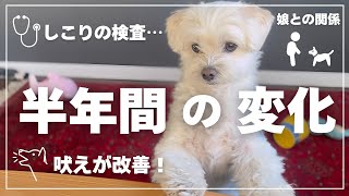 【半年ぶりの報告】しこり•吠え•家族のこと…全部話します。【マルプー】