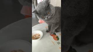 #cat #cute #catvideo #cutecat #funnyvideo #funny #pets