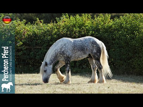 Percheron Pferd, die meistexportierten Zugpferde der Welt, Ursprung der rassen