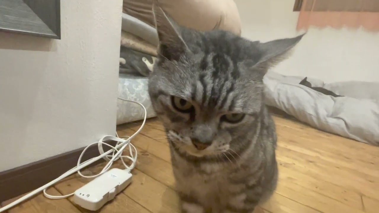 トムくん、傷心 (T_T)