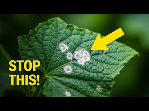 If your cucumber plant leaves are like this, you need to watch this. Cucumber Leaf Yellowing.