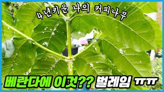 XX때문에 4년키운 커피나무 포기할 뻔 했습니다... 왠지 몸이 간지러운듯 ㅠㅠ