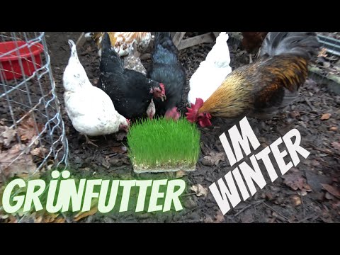, title : 'Hühner Tipp 1 - Grünfutter im Winter - Weizengras oder Keimsprossen'