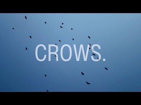 The Miserable Rich - Crows