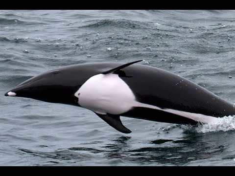 download lagu mp3 mp4 Oceanic Dolphin, download lagu Oceanic Dolphin gratis, unduh video klip Oceanic Dolphin