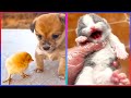 Try Not To Say Aww Challenge (IMPOSSIBLE) 😍😍😍