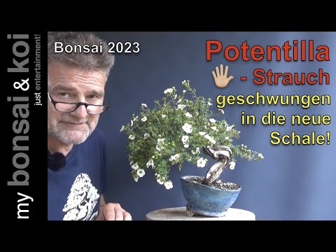 Bonsai 2023-42 - Fünffingerstrauch - Potentilla - geschwungen in die neue Schale