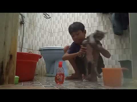 FAESA SABIKA BERAKSI