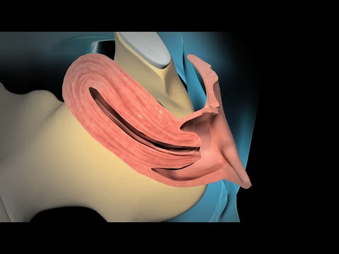 Dilation and Curettage (D & C)