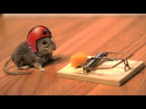 Natural Ways To Get Rid Of Mice Without Killing Them