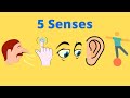 5 Senses Of Humans