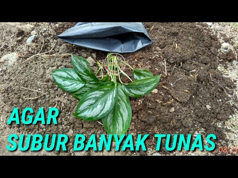 Agar Aglaonema  Tumbuh Subur Aneka Tanaman Bunga 