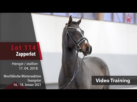 Winterauktion Trainingsvideo Youngster Lot 114 Zapperlot Hengst v. Zoom - Riccio