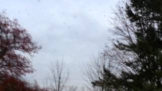 Auburn, NY--Winter's annual Crow invasion 11/27/12