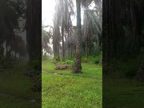 Baracoa Puerto cortes aldea sauce saludos 👋