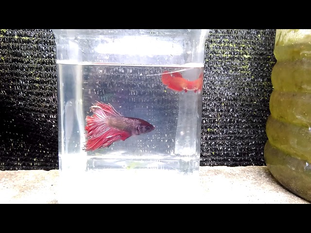 BETTA FISH IN TRIVANDRUM