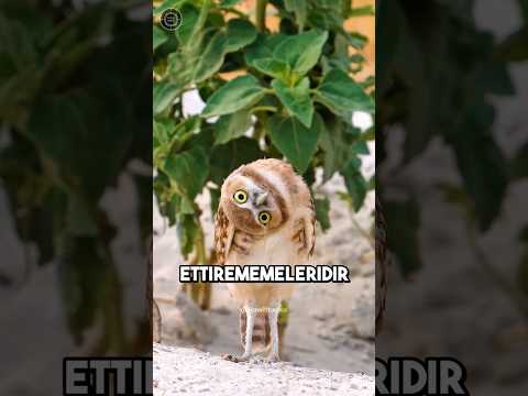 Sakın Baykuşların Pençesine Dokunma🦉
