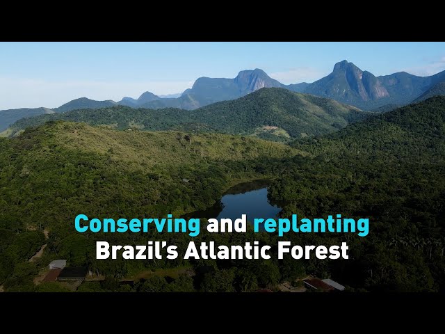 Conserving and replanting Brazil’s Atlantic Forest