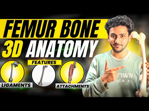 Femur Bone Anatomy 3D - Lower Limb | Attachments of Femur, Ligaments & Features | MBBS World
