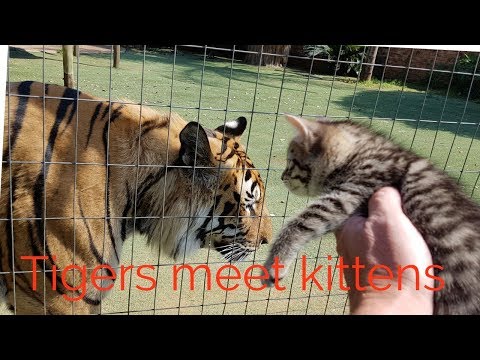 Tigers reaction to the kittens