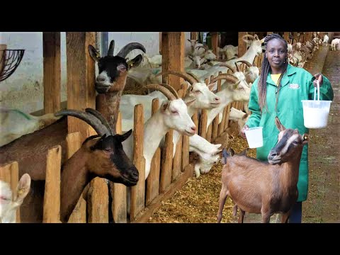 How I Keep 73 Dairy Goats on a 20x50 plot in Nairobi City