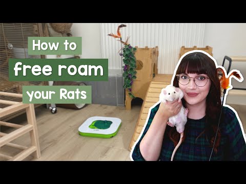 How to free roam your Rats & Free roam area tour