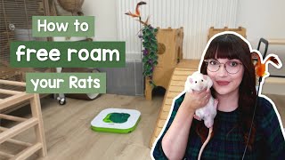 How to free roam your Rats & Free roam area tour