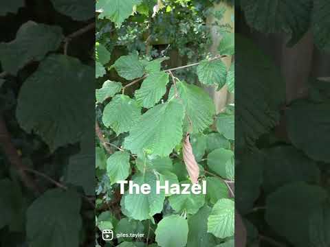 The Hazel #hazel #hazelnut #trees #gilesattenborough #wildfood #wildlife #biodiversity