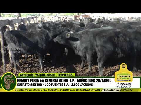 DE FRENTE AL CAMPO junto al SECTOR PRODUCTIVO - REMATE NHF S.A. -29/ABRIL -GRAL. ACHA -L.P.-PARTE 2-