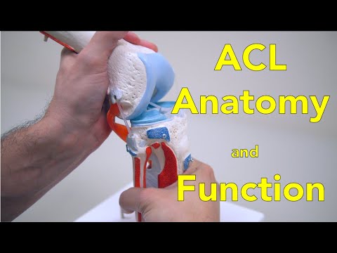 Anterior Cruciate Ligament (ACL) - Anatomy and Function