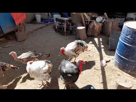 , title : 'en cuanto tiempo crecen los pavos (guajolotes)  |para la campaña navideña|'