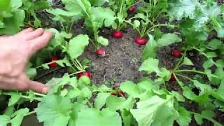 How to Grow Full Size Radishes and Not Just Leaves:  4 Tips, Planting, Harvest & Proof