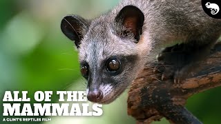 Download lagu The Most Complete Guide To Mammals Ever Made! mp3 Download lagu The Most Complete Guide To Mammals Ever Made! mp3