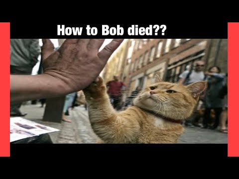 How to A street cat named Bob died | struggle of james to saved Bob