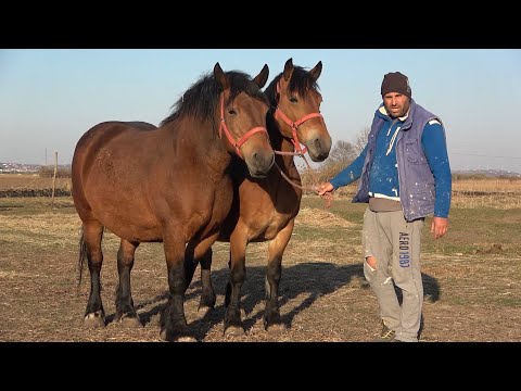 Caii lui Razvan de la Sintandrei, Bihor - 2022 Nou!!!